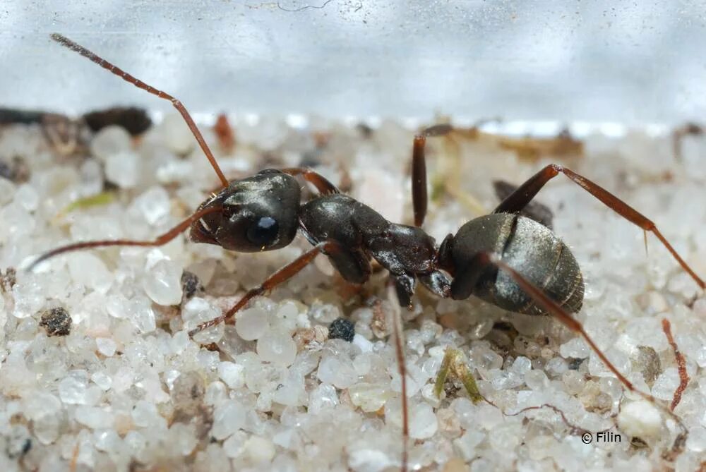 Муравьиный вид. Муравей Formica cinerea. Луговой муравей (Formica pratensis). Определитель муравьев Формика. Садовый бледноногий муравей.