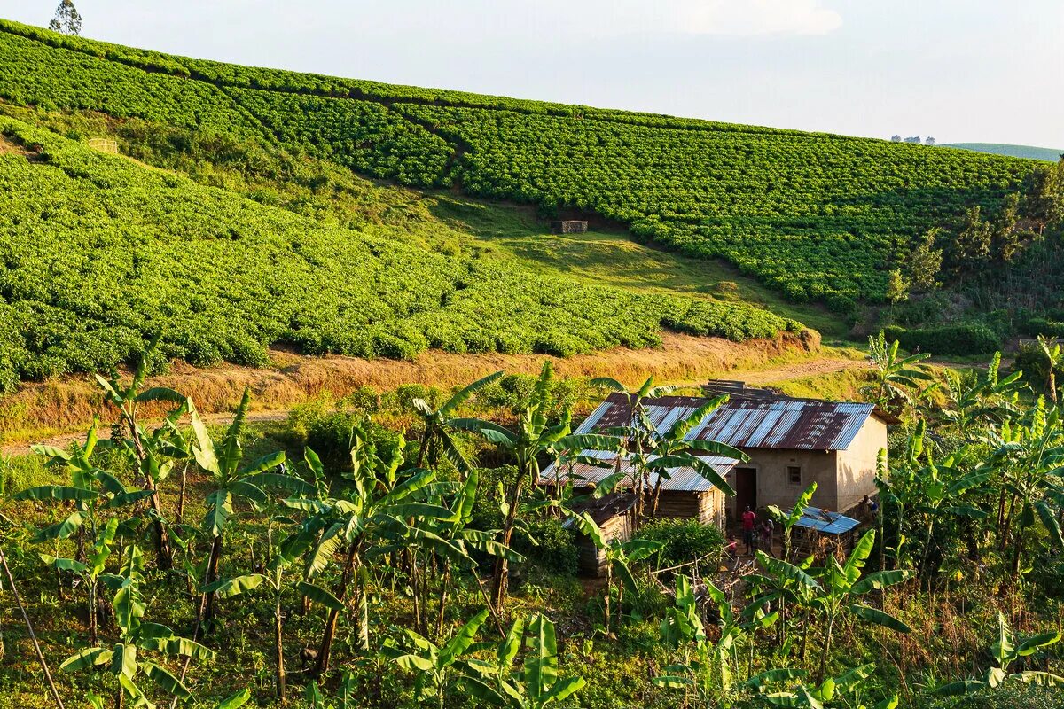 Остров плантация. Ямайка плантации. Чайные плантации Малави. Плантации ямс Африка. Плантация Дэллимор.
