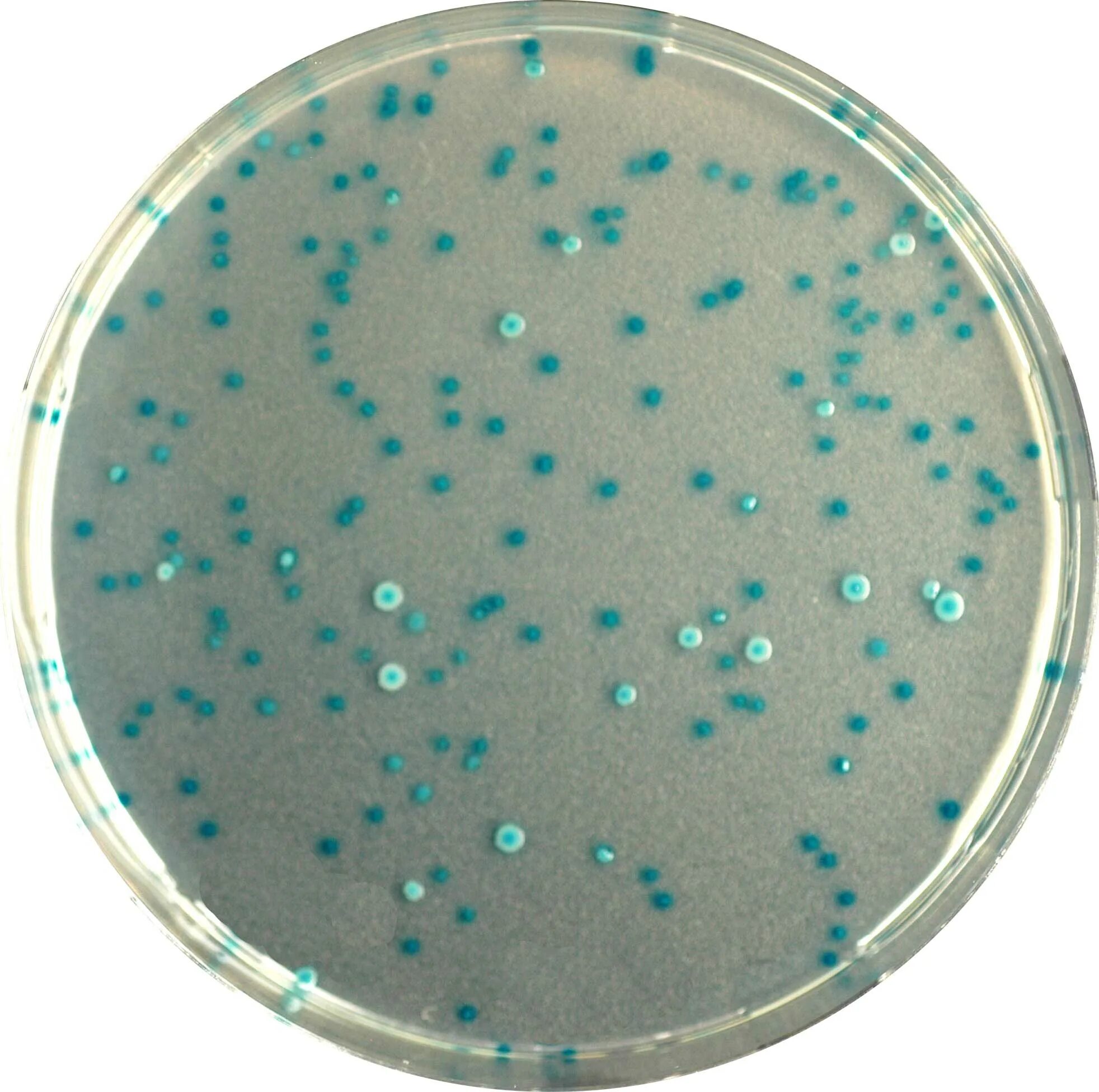 Staphylococcus e coli