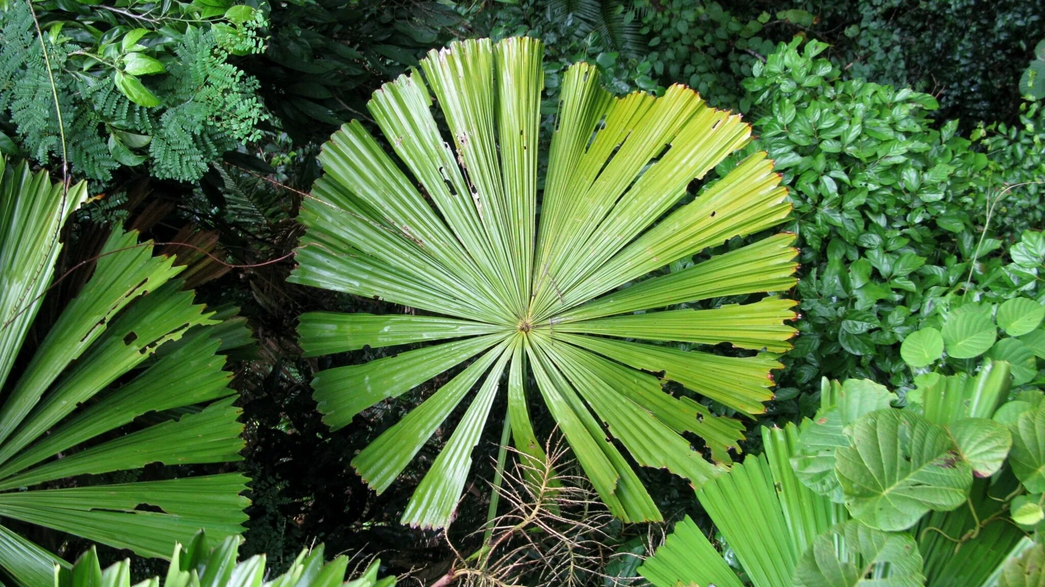 Tropical plant. Тропическические растения. Тропические растения. Тропические листья. Листья тропических растений.