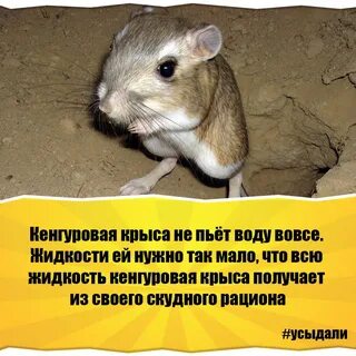 4 факта о животных