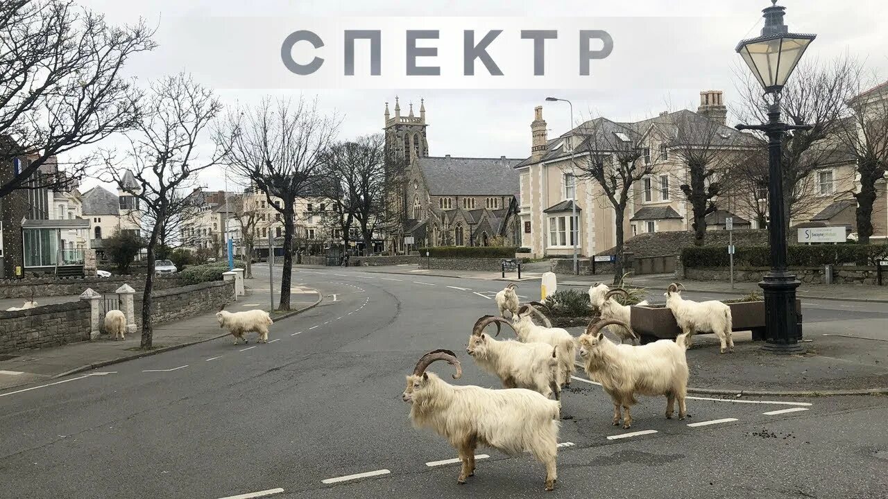 Козий город. Коза в городе. Коровы на выгуле. Козий город. Свиноферма в центре киева.