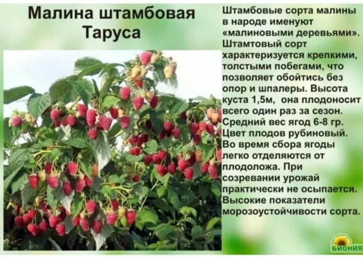 Малина таруса особенности выращивания. Малина штамбовая Таруса. Малина Таруса малиновое дерево. Малиновое дерево Таруса размножение. Сорт малиновое дерево "Таруса".