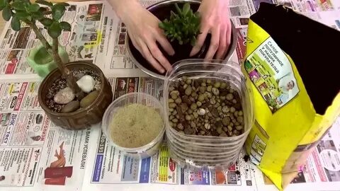 Денежное дерево какая земля