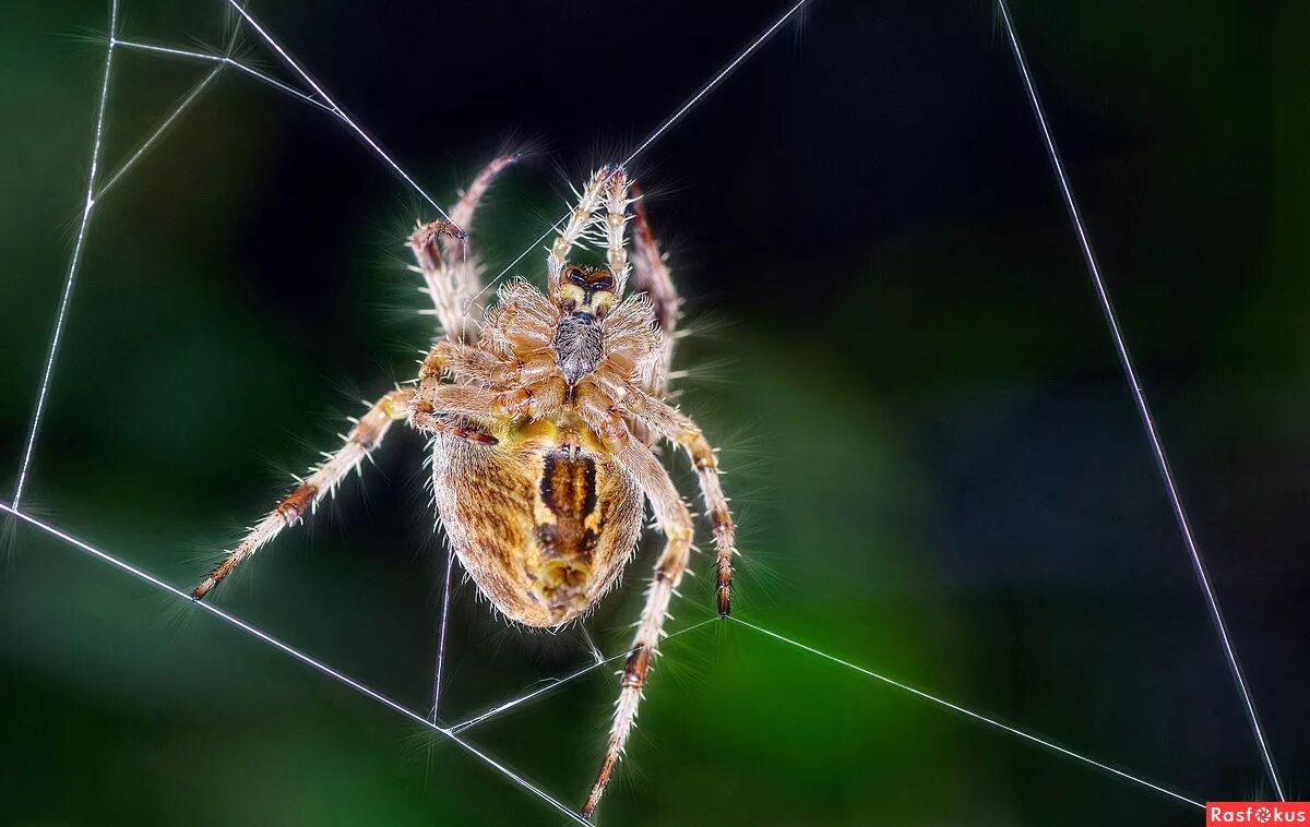 Включи нового паука. Паук Макросъемка. Макро фото паука. Стенд паук. Паук сисадмин.