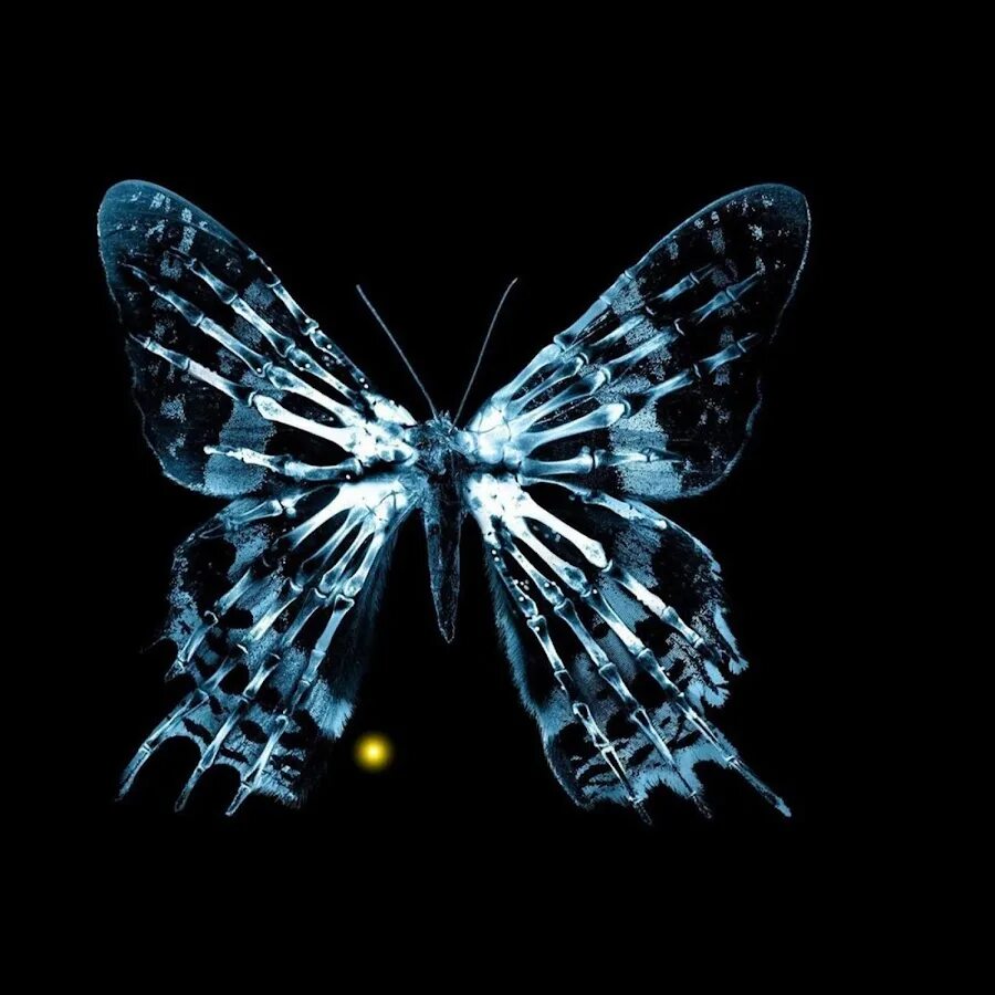 Бабочки. Рентген бабочки. Скелет бабочки