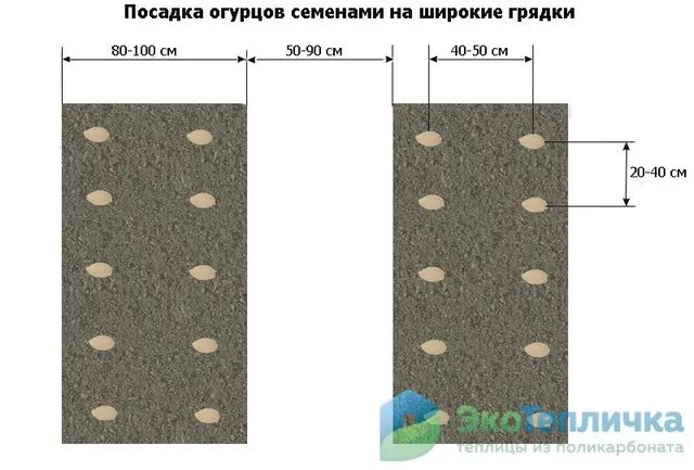 На каком расстоянии сажать семена. Схема посева огурцов в открытый грунт семенами. Схема посадки семян огурцов в грунт. Схема посадки огурцов в открытый грунт семенами. Схема посева огурцов в теплице семенами.