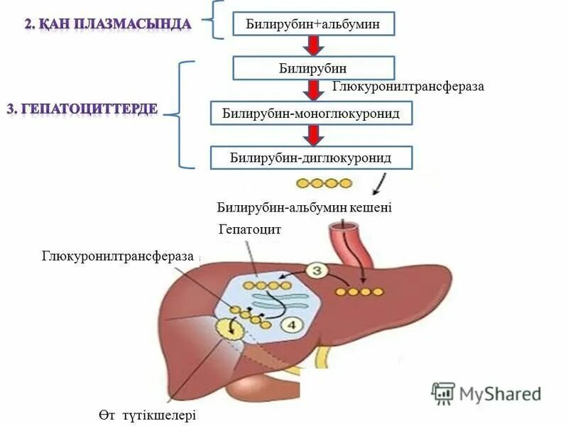 Препараты для понижения билирубина. Билирубин форте. Билирубин форте. Билирубин алмашинуви. Bilirubin metabolizmasi.