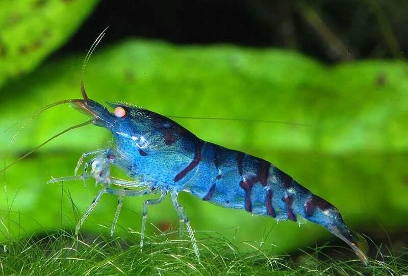 Caridina cantonensis. Креветка Tiger Shrimp. Креветка неокоредин голубая. Креветка тигровая аквариумная синяя.