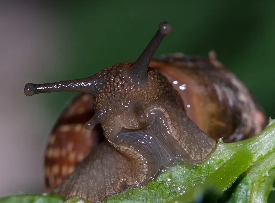 амфидромус улитка. виноградная улитка ахатина. радула у брюхоногого моллюска. улитка ахатина радула. радула виноградной улитки.