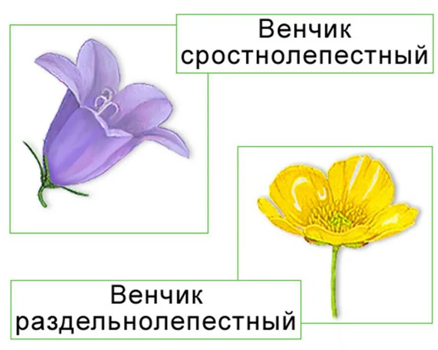 Сростнолистный околоцветник. Цветок биология венчик. Венчик цветка свободнолепестный и сростнолепестный. Венчик цветка. Околоцветник чашечка и венчик.