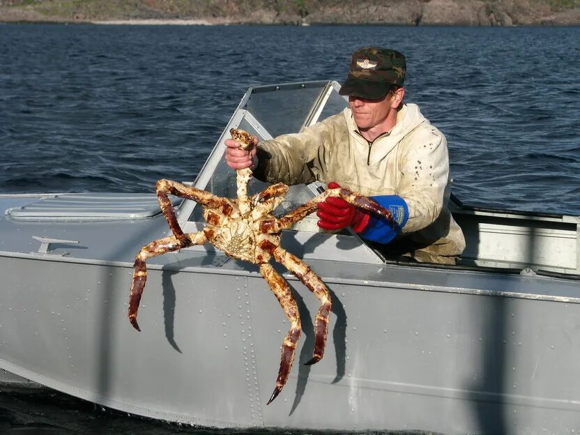 Голубой камчатский краб. Краб приморье. Добыча камчатского краба. Камчатский краб маленький. Камчатский краб живой.