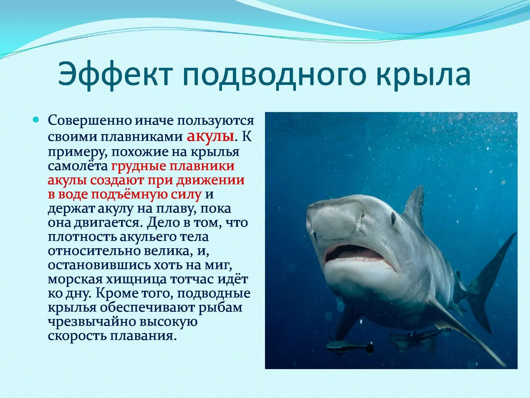 Почему акулы постоянно в движении. Плавник акулы. Какой плавник у акулы. Верхний плавник акулы. Как называется плавник у акулы.