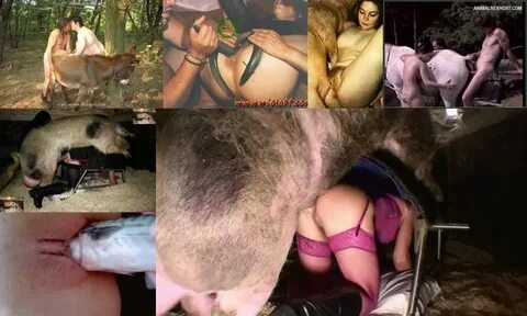 Bestiality With A Boar Porn Stories.