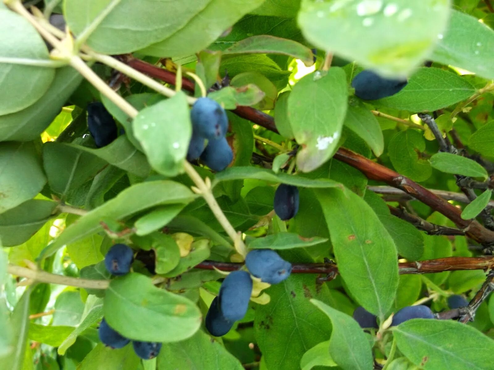 жимолость сердце гиганта. жимолость съедобная ленинградский великан. жимолость лакомка. жимолость съедобная восторг. жимолость съедобная избранница.