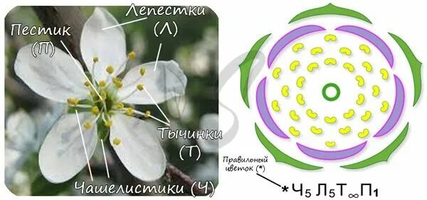 Диаграмма цветка розоцветных растений. Строение цветка формула цветка семейства Розоцветные. Формула цветка розоцветных растений. Розоцветные формула цветка.