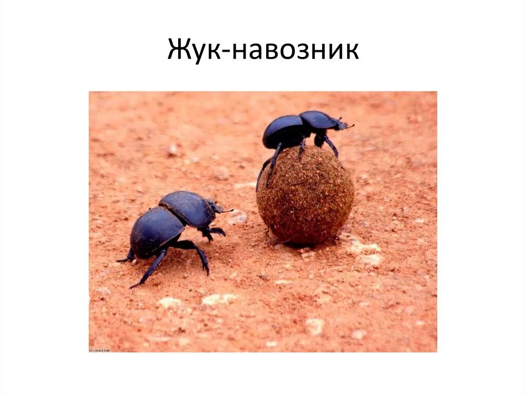 Жук навозник редуцент. Жук навозник. жук навозник ареал. жук навозник рогатый. жук навозник самка и самец.