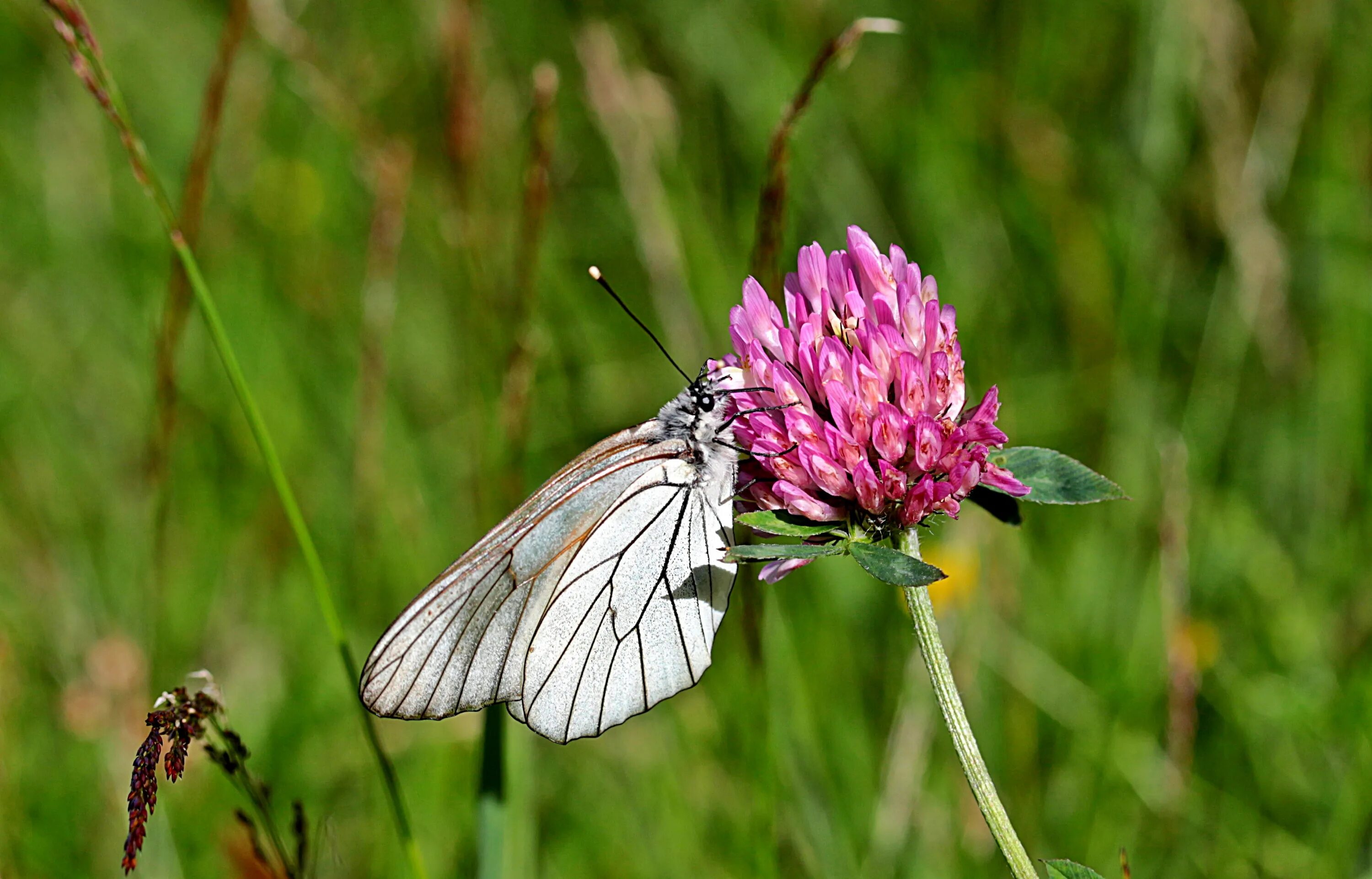 Луговые растения названия 4 класс. Растения луга. Какие растения похожи на каких животных. Необычные цветы. Какие животные нуждаются в защите.