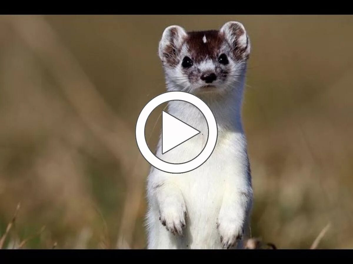 ласка (mustela nivalis). патагонский горностай. Weasel mustela nivalis. какие издает ласка. горностай (mustela erminea).