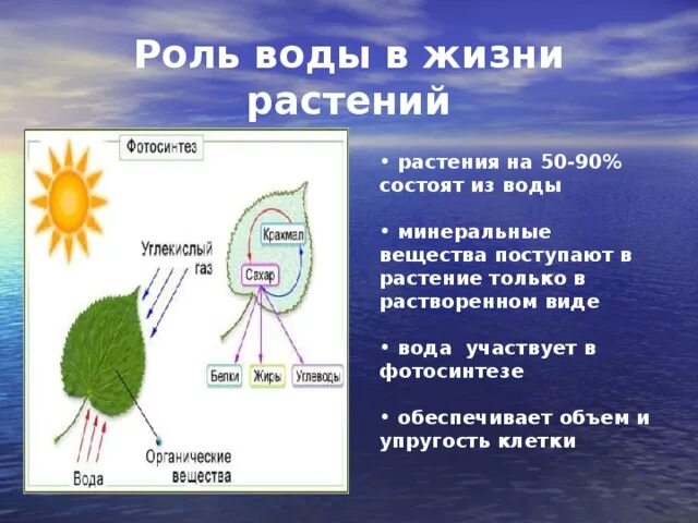 Значение воды для растений кратко