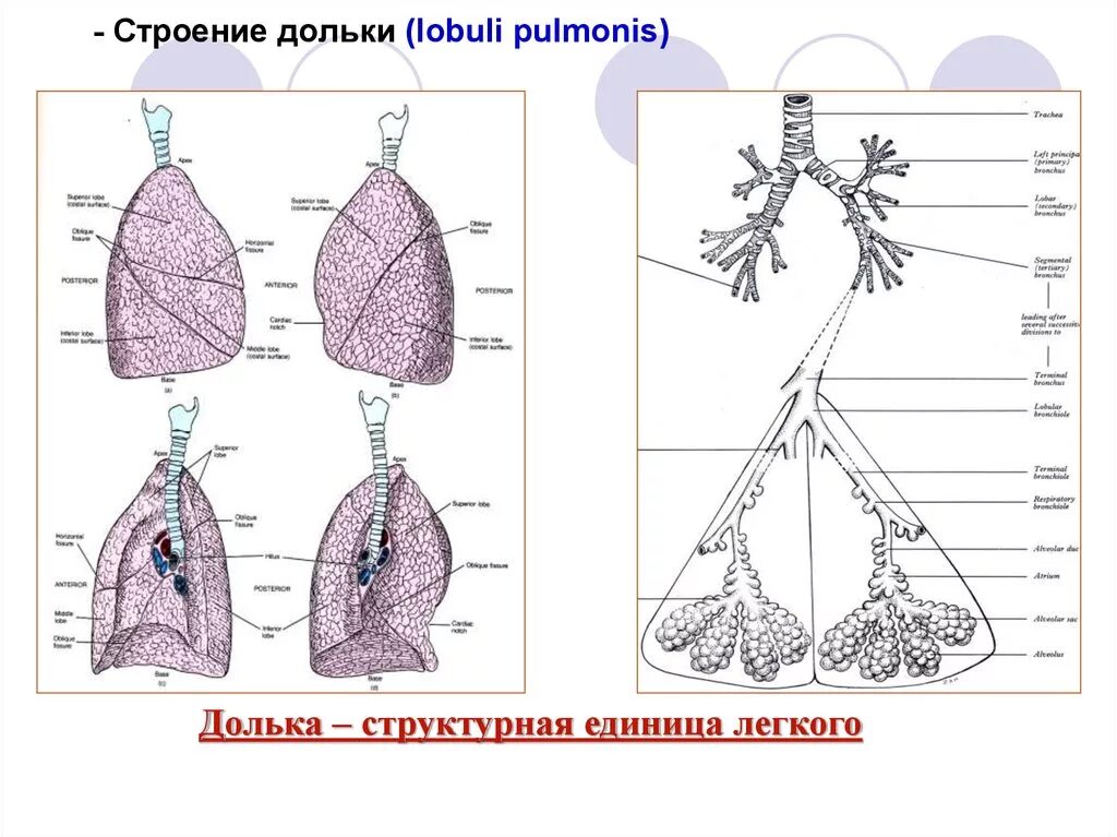 Легкие человека конспект. Схема внутреннего строения легкого. Строение легкого человека анатомия. Внутреннее строение легких анатомия. Строение дольки лёгкого.