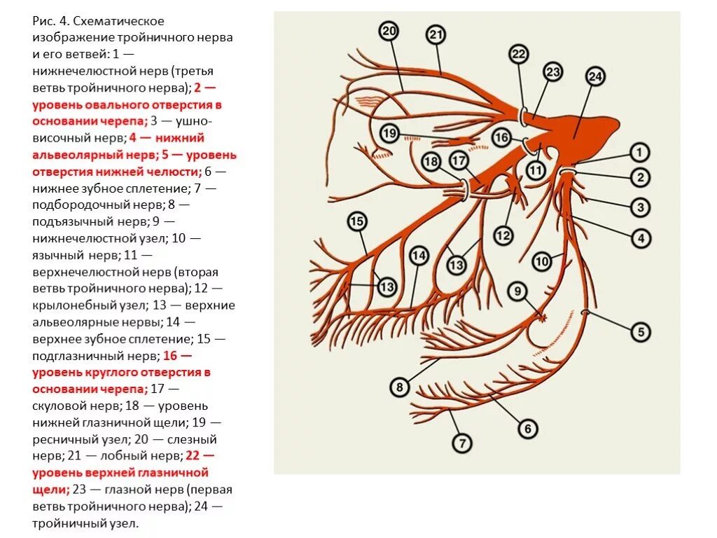 Ветви тройничного нерва схема. Вторая ветвь тройничного нерва схема. Тройничный нерв анатомия ветви схема. 3 Ветвь тройничного нерва схема.