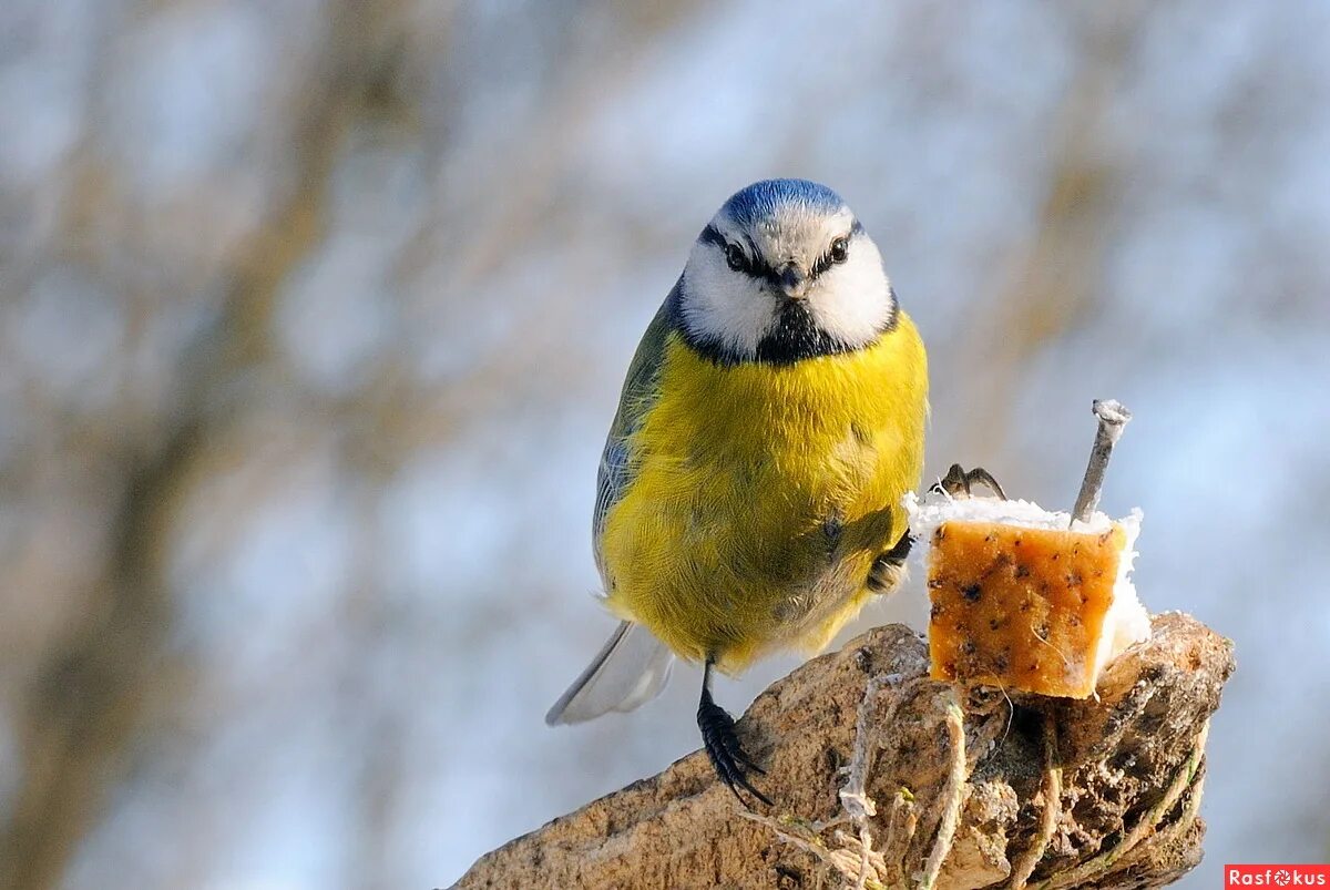 Синичка замерзла. Синицы ростовской области. Синица фото. Синица стоит. Синица лазоревка.