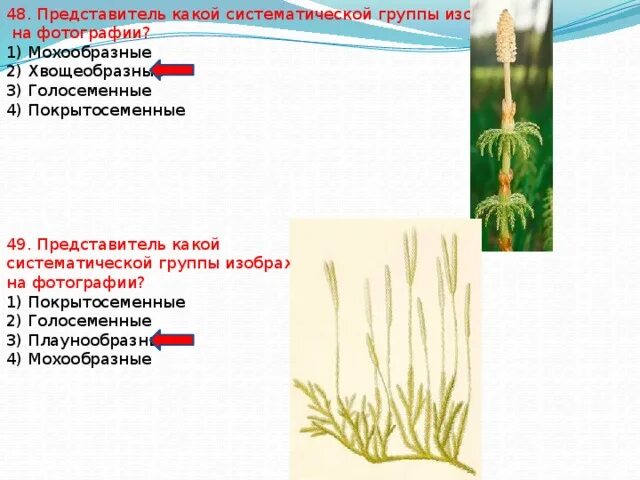 Представитель систематической группы плауны. Представители систематической группы хвощи. Систематическая группа хвощей. Представитель какой систематической группы. Хвощ относится к водорослям