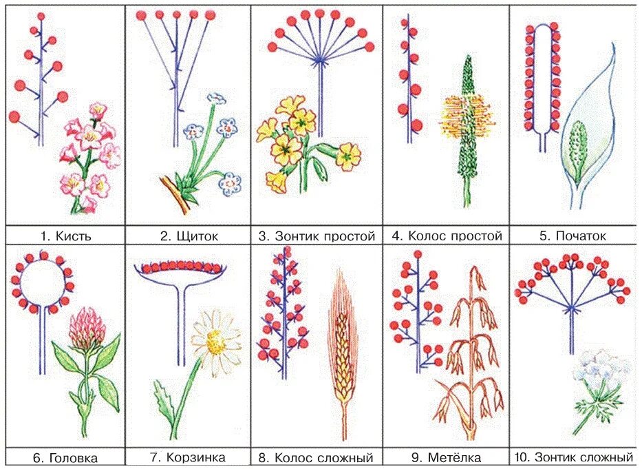 Соцветия цветков. Соцветия 6 класс биология. Типы соцветий 6 класс биология. Схемы соцветий 6 класс биология. Строение цветка соцветие 6 класс