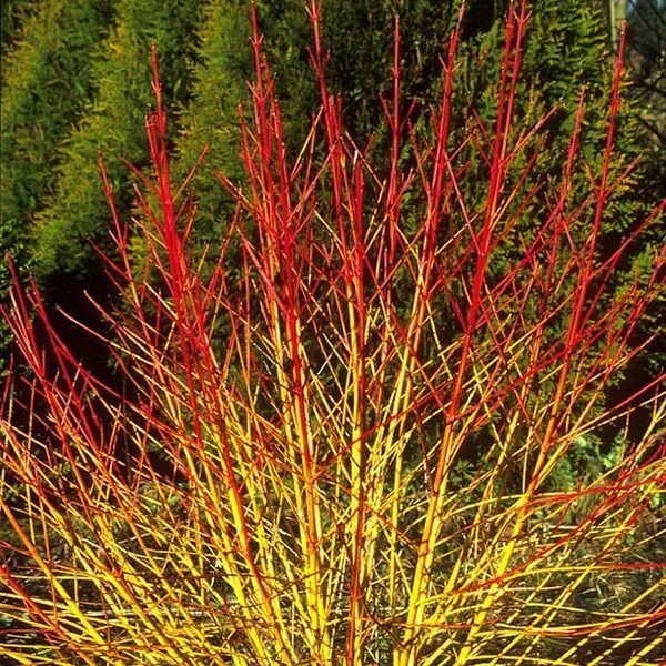 Cornus 'Arctic Sun' (in winter) Red twig dogwood, Twig dogwood, Garden shrubs