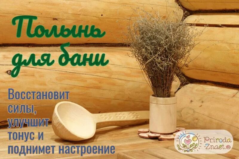 Полынь обыкновенная для веника. Веник для бани полынь лимонная. Полынь для бани польза. Веник из полыни. Полынь горькая веник.