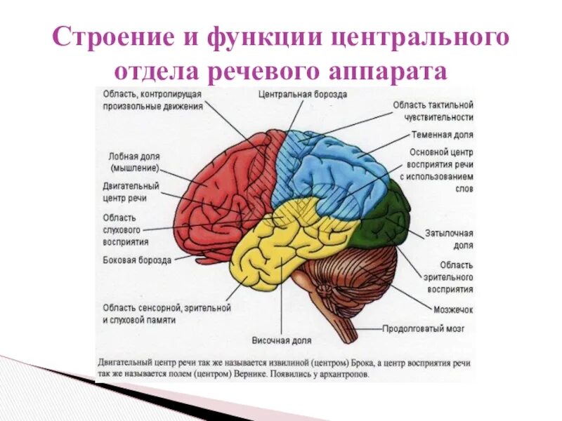 Строение и функции центрального. Строение периферического отдела речевого аппарата таблица. Строение и функционирование центрального речевого аппарата. Строение периферического отдела речевого аппарата. Строение речедвигательного анализатора схема.