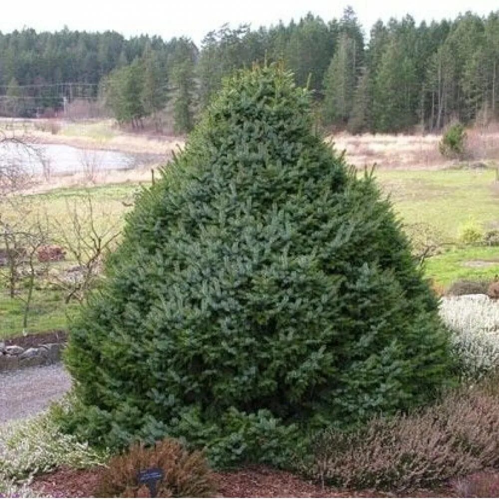 Ель nana. Ель сербская picea omorika. Ель сербская picea omorika. Ель nana. Ель nana.