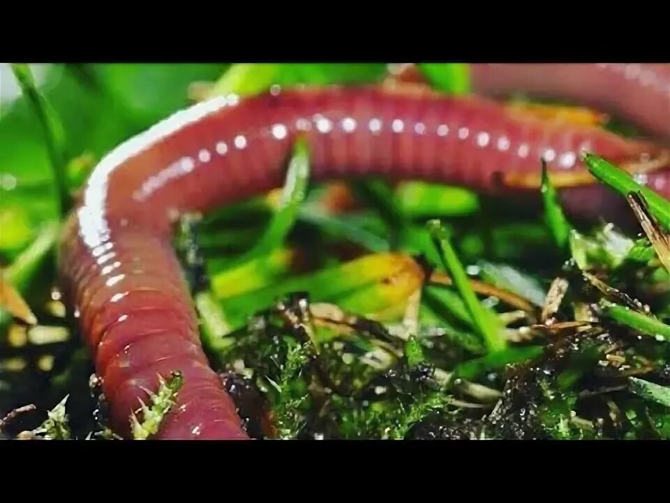 Черви весной. Кольчатые черви дождевые. Красный червь (Lumbricus rubellus. Кольчатые черви дождевой червь.