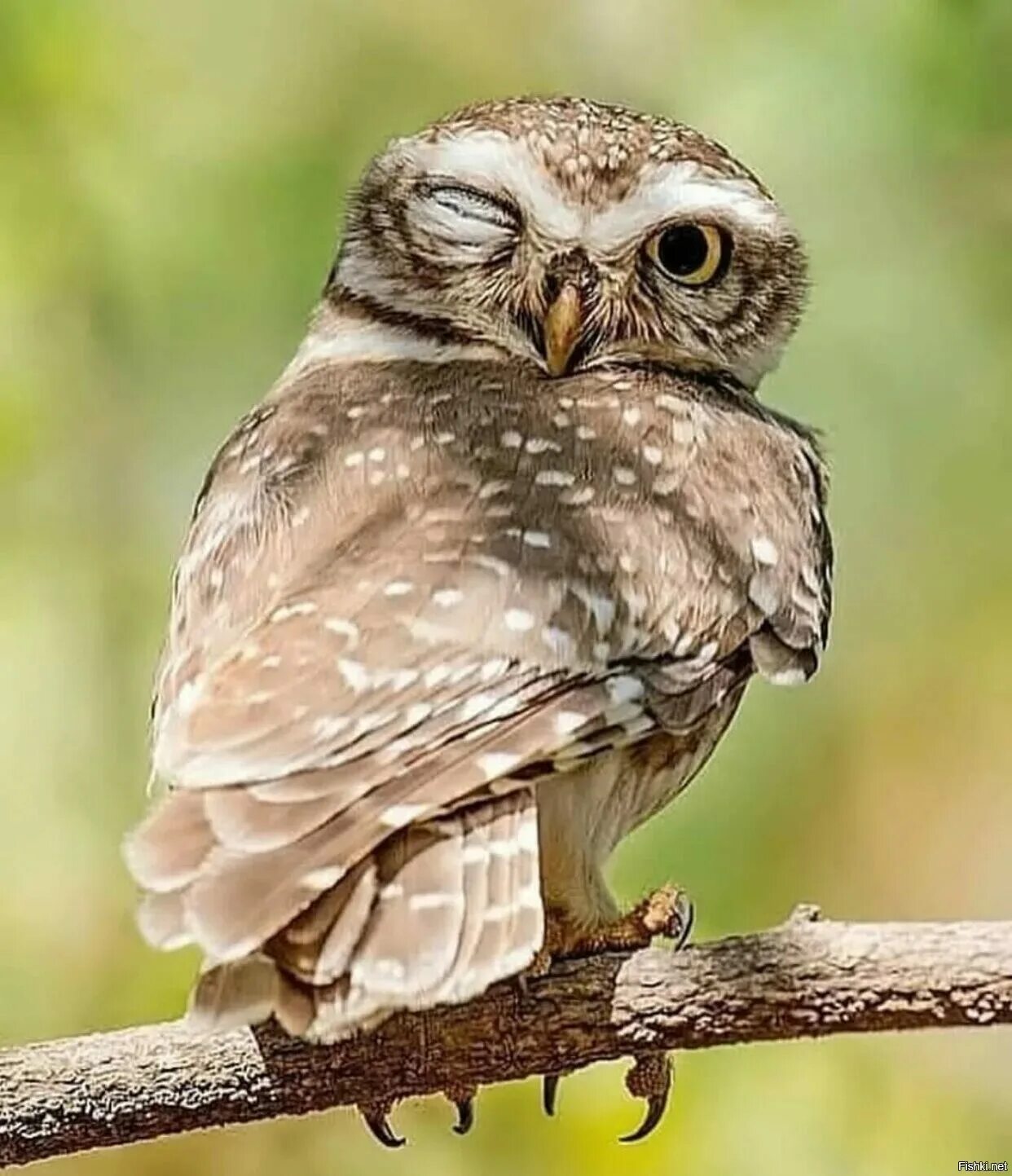 Забавные совята. Забавные совята. Прикольные совы. Смешной филин. Забавные совы.