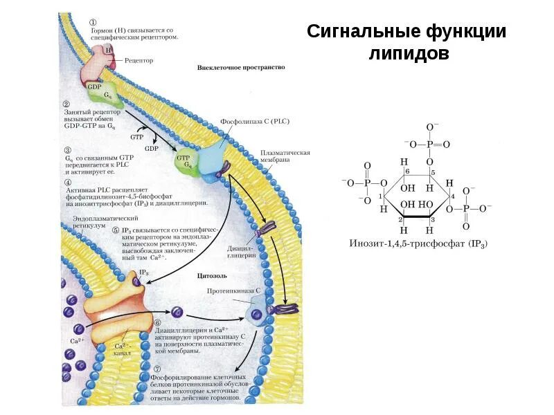 Синтез липидов мембраны. Сигнальная функция липидов. Функции липидов в организме таблица. Синтез липидов функции клетки.