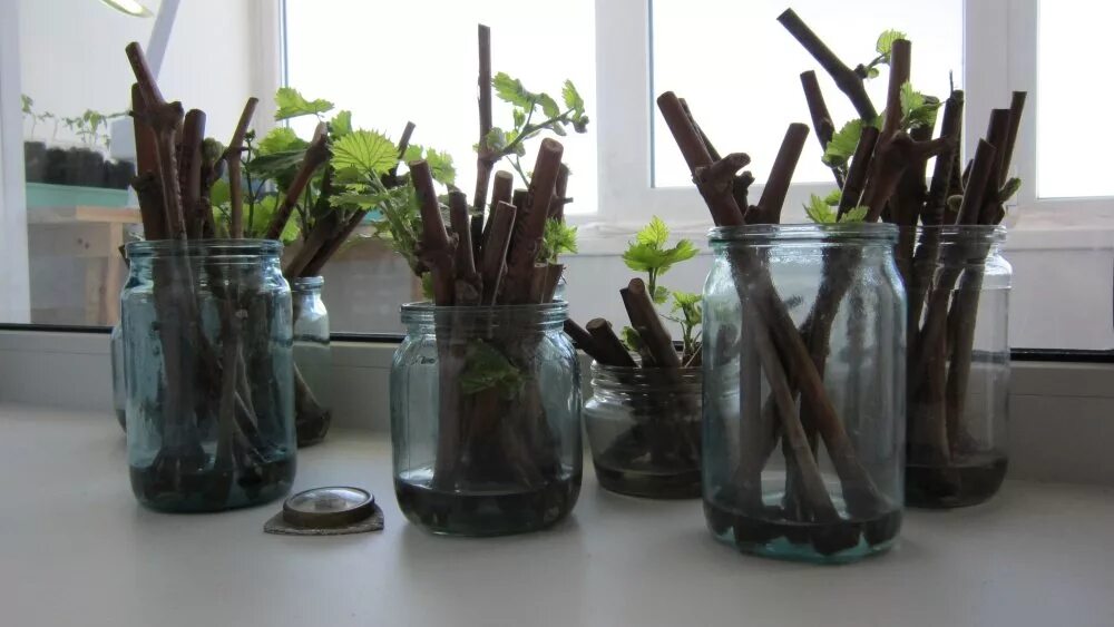 укореняем черенки винограда. укореняем черенки винограда. укоренение винограда в воде. укоренение черенков винограда в воде. виноград прорастание чубуков.