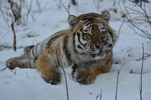 Омичка амурские тигрицы