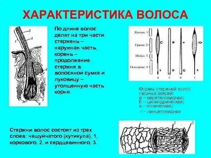 Измерили толщину человеческого волоса d