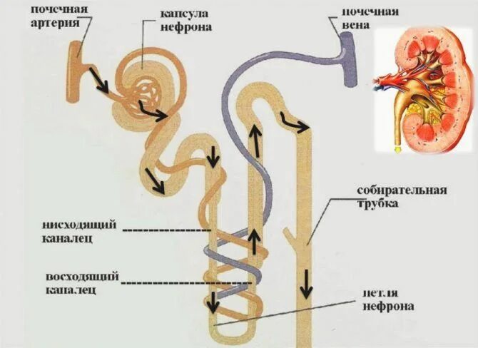Собирательнач трубка неыорна. Строение нефрона собирательная трубочка. Собирательная трубка нефрона. Собирательные почечные трубочки.