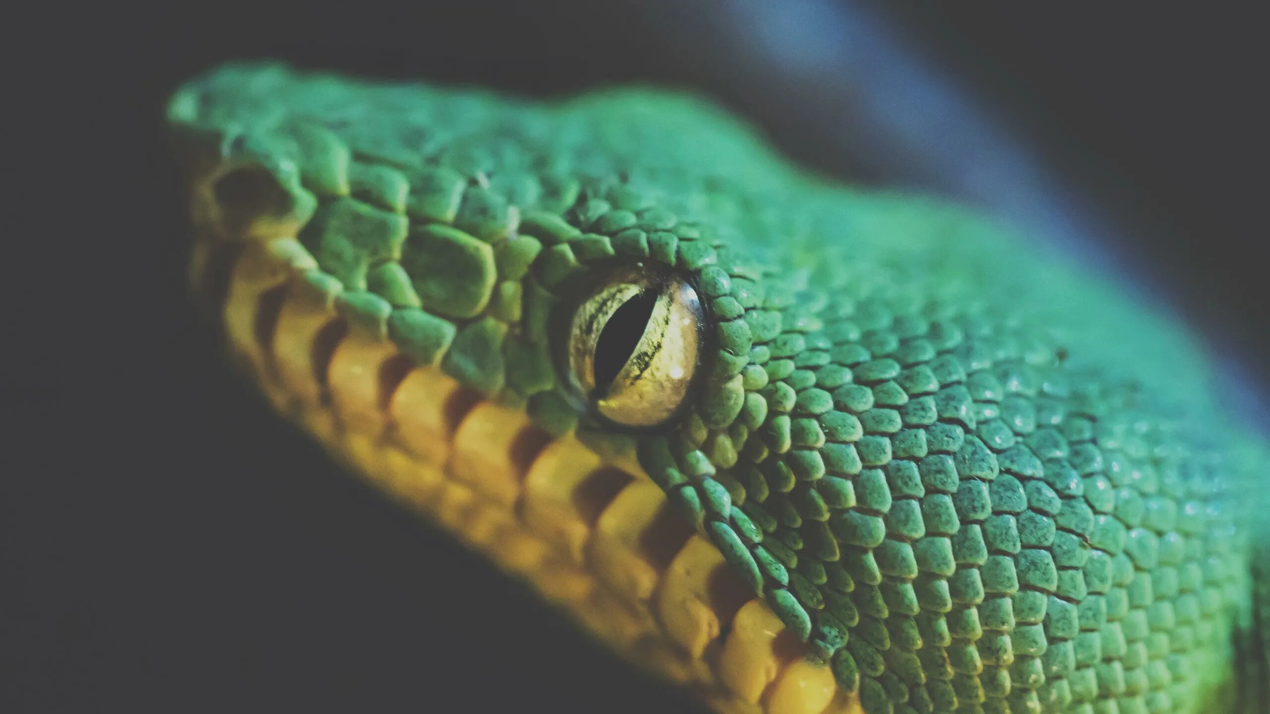 Какая симметрия у змеи. Змеиные глаза. Зрачок змеи. Глаз со зрачком змеи. Змеиный зрачок.