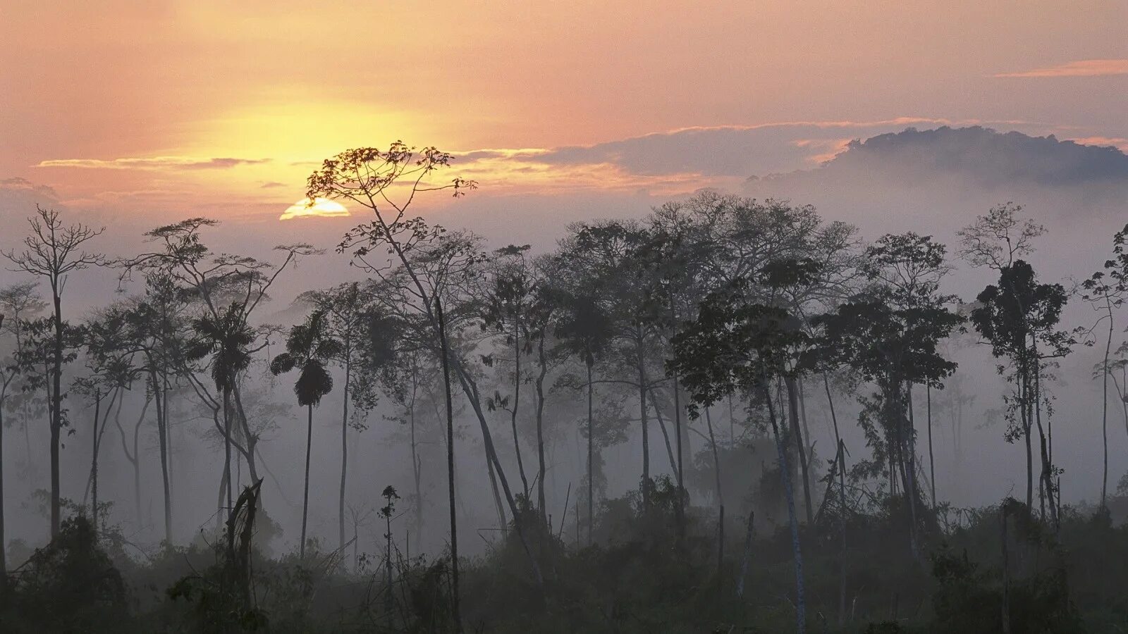 Леса несмотря на тропический зной не. Туман Камбоджа. Калимантан экваториальный пояс. Тропический лес в тумане. Пальмы в тумане.