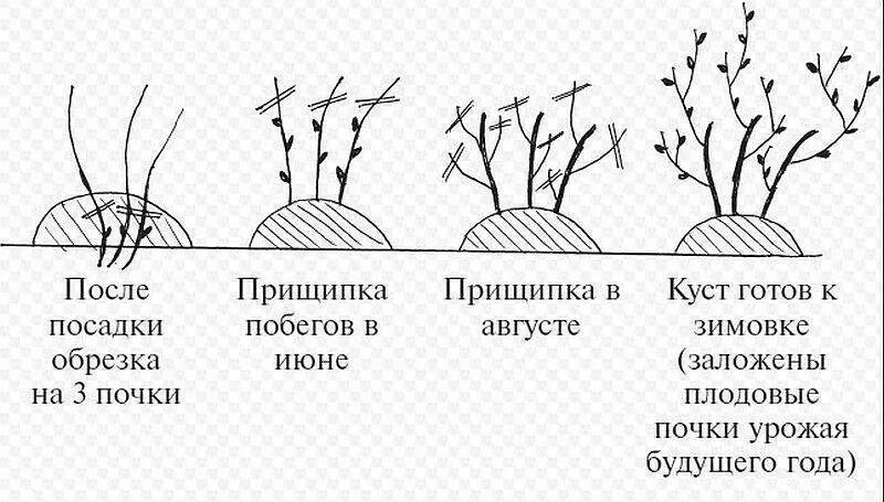 Как отличить куст. Схема посадка кустов смородины весной. Схема обрезки крыжовника. Схема посадки черной смородины весной. Схема подрезки черной смородины весной.