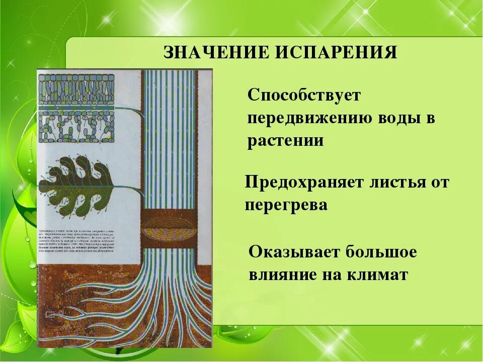 Испарение 6 класс биология кратко. Испарение воды листьями. Значение испарения воды. Процесс испарения у растений. Транспирация у растений.