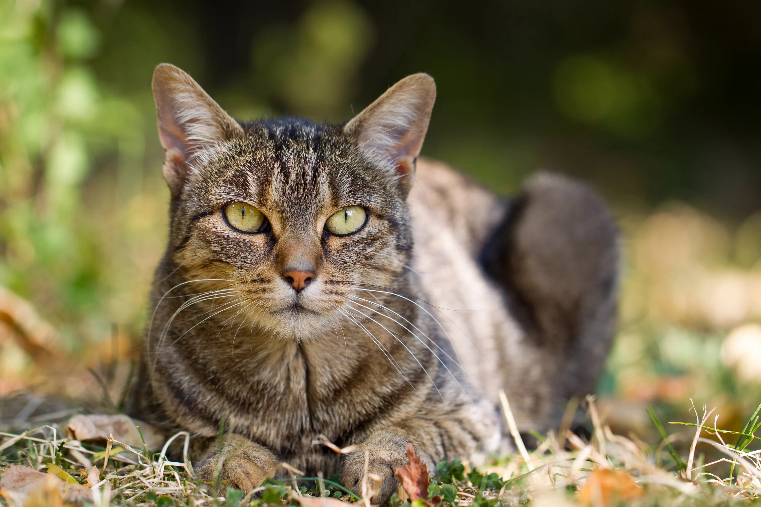 Эгейская черепаховая кошка. Кошка. Кошка. Толстый кот. Кашк.