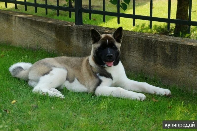 липецкие собаки. боксик липецк собачка. липецк щенка боксера в добрые руки. щенки в липецке бесплатно. липецкий кинолог.