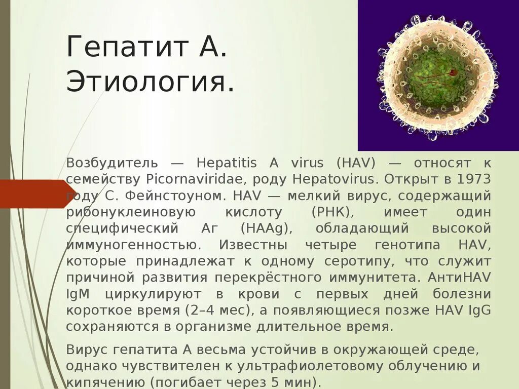 Вирусный гепатит а возбудитель. Вирус гепатита с возбудитель. Характеристика возбудителя гепатита в. Гепатит а возбудитель инфекции.