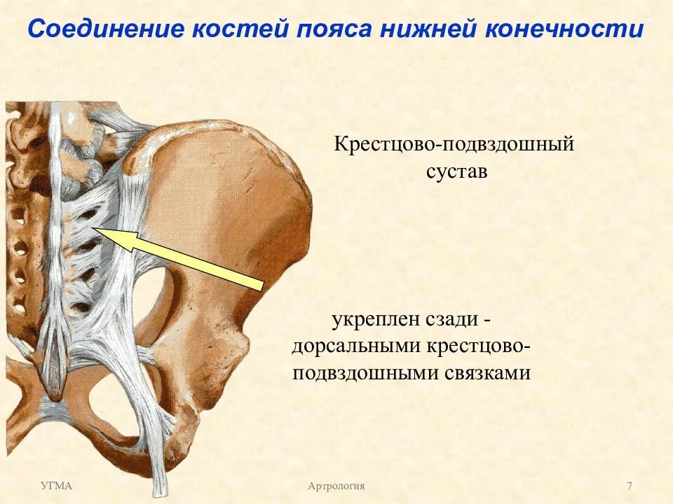 Кресцовоостистая связка. Подвздошно остистая связка. Крестцово-остистая связка анатомия. Соединение костей пояса нижних конечностей.