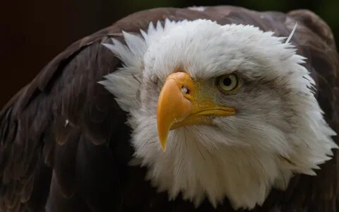 Eagle перевод