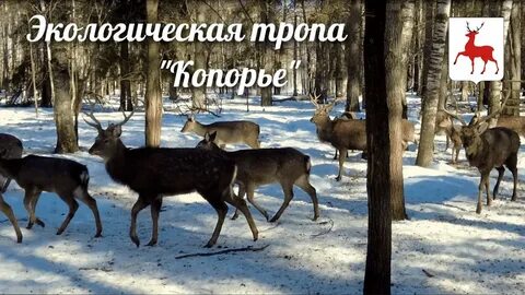 Копорье олени